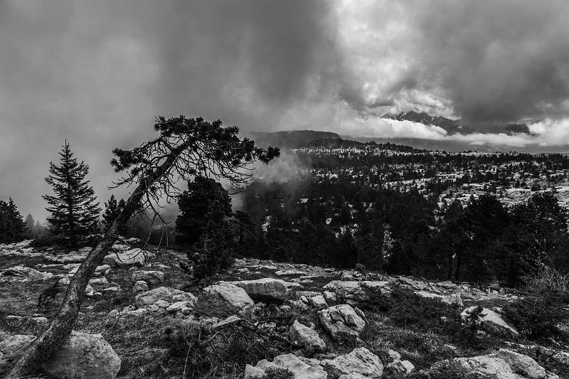 2018_06_03_Haute Savoie  (0019_bnw).jpg - Plateau de Parmelan (Juin 2018)